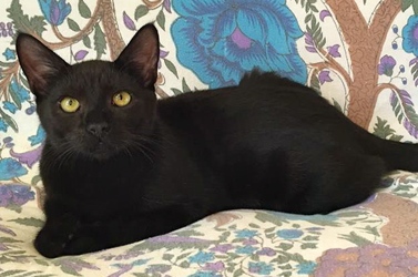 [picture of Oscar, a Domestic Medium Hair black cat]