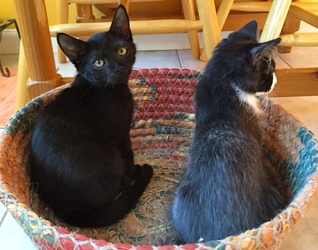 [picture of Oscar, a Domestic Medium Hair black cat]