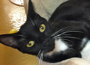 [picture of Sly, a Domestic Medium Hair black/white tuxedo cat]