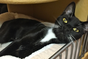 [picture of Sly, a Domestic Medium Hair black/white tuxedo cat]