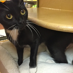 [picture of Sly, a Domestic Medium Hair black/white tuxedo cat]