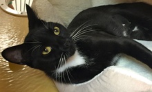 [picture of Sly, a Domestic Medium Hair black/white tuxedo cat]