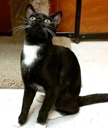 [picture of Sly, a Domestic Medium Hair black/white tuxedo cat]