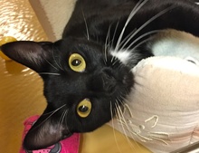 [picture of Sly, a Domestic Medium Hair black/white tuxedo\ cat] 