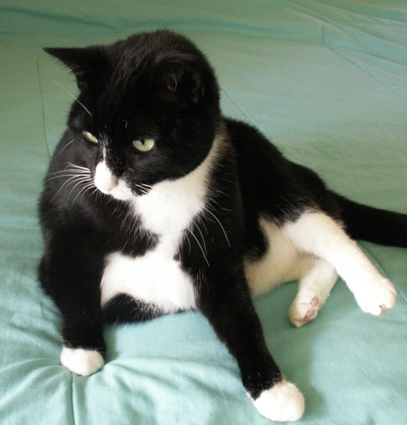 [picture of Mona, a Domestic Short Hair black/white cat]