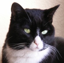 [picture of Mona, a Domestic Short Hair black/white cat]