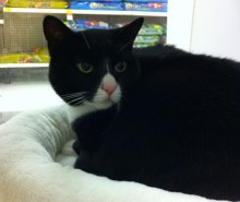 [picture of Mona, a Domestic Short Hair black/white cat]