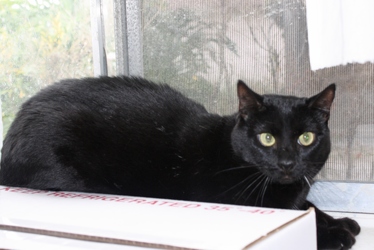 [picture of Audrey, a Domestic Short Hair black cat]