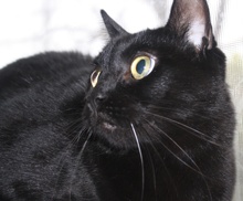 [picture of Audrey, a Domestic Short Hair black\ cat] 