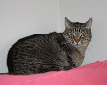 [another picture of Katie, a Domestic Short Hair gray tabby\ cat] 