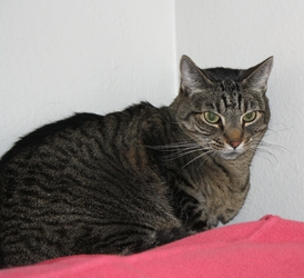 [picture of Katie, a Domestic Short Hair gray tabby cat]