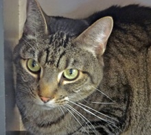 [picture of Katie, a Domestic Short Hair gray tabby\ cat] 