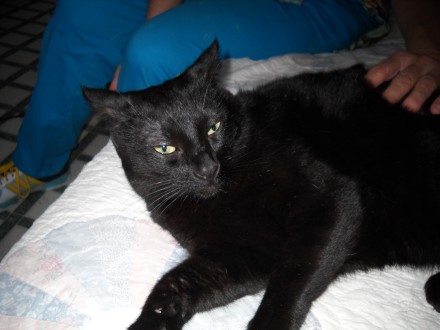 [picture of Vinny FKA Rocket, a Domestic Short Hair black\ cat] 