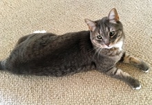 [another picture of Joey, a Domestic Short Hair silver tabby\ cat] 