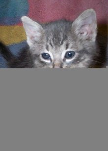 [picture of Joey, a Domestic Short Hair silver tabby cat]