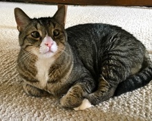 [another picture of Jeremy, a Domestic Short Hair brown tabby/white\ cat] 
