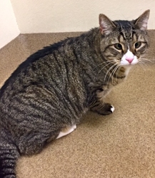 [picture of Jeremy, a Domestic Short Hair brown tabby/white cat]