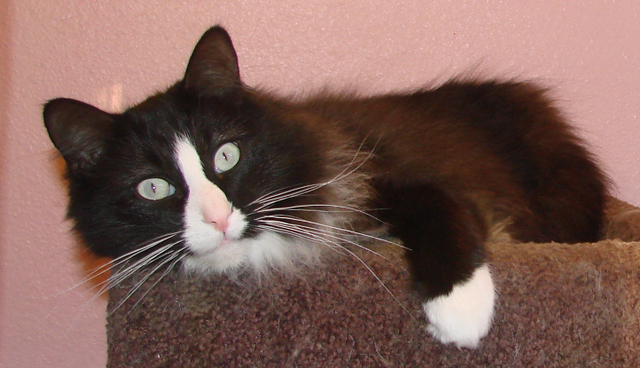 another picture of Jack FKA Homer, a Domestic Medium Hair black/white