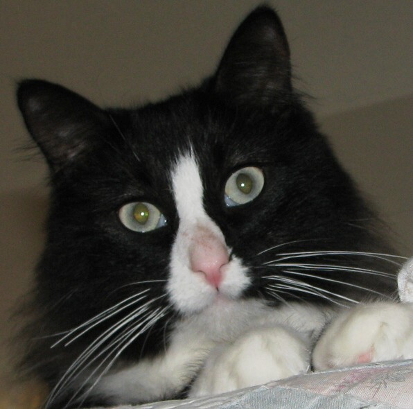 picture of Jack FKA Homer, a Domestic Medium Hair black/white