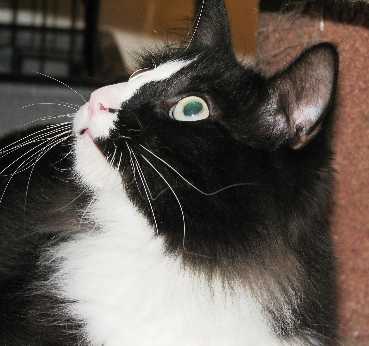 picture of Jack FKA Homer, a Domestic Medium Hair black/white