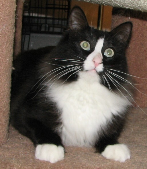 picture of Jack FKA Homer, a Domestic Medium Hair black/white