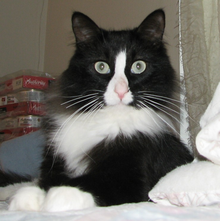 picture of Jack FKA Homer, a Domestic Medium Hair black/white