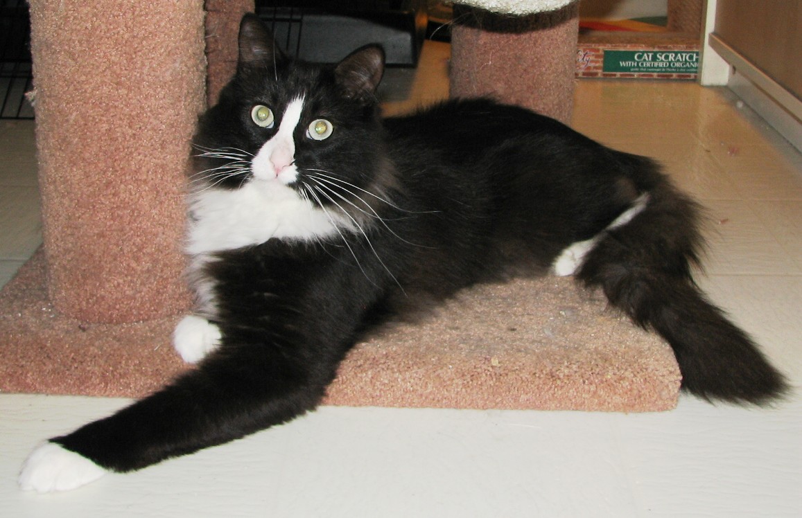 picture of Jack FKA Homer, a Domestic Medium Hair black/white