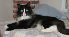 picture of Jack FKA Homer, a Domestic Medium Hair black/white