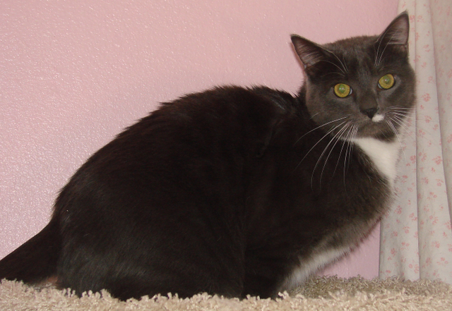 picture of Chewbaca AKA Chewy FKA Clancey, a Domestic Short Hair gray/white