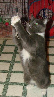 picture of Chewbaca AKA Chewy FKA Clancey, a Domestic Short Hair gray/white
