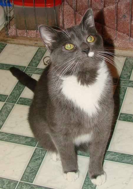 picture of Chewbaca AKA Chewy FKA Clancey, a Domestic Short Hair gray/white