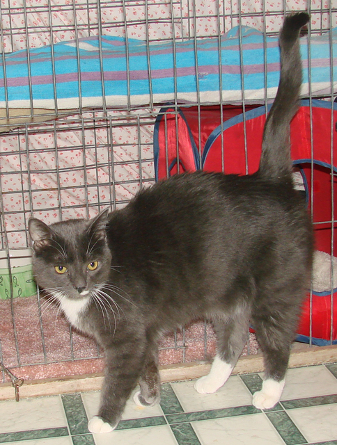 picture of Chewbaca AKA Chewy FKA Clancey, a Domestic Short Hair gray/white
