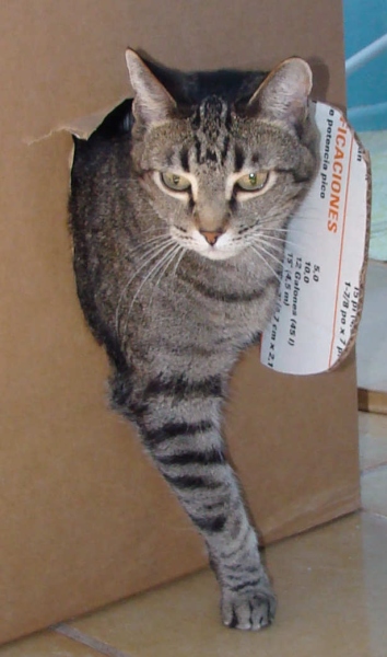 [picture of Cal, a Domestic Short Hair brown tabby cat]