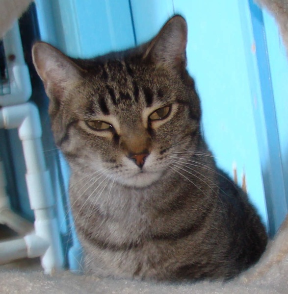 [picture of Cal, a Domestic Short Hair brown tabby cat]