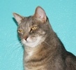 A picture of #NS02023: Ricky a Domestic Short Hair gray tabby