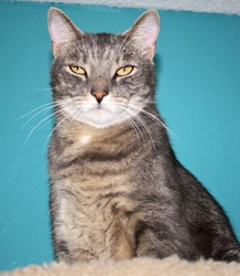 [picture of Ricky, a Domestic Short Hair gray tabby cat]