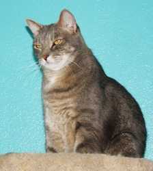 [picture of Ricky, a Domestic Short Hair gray tabby cat]