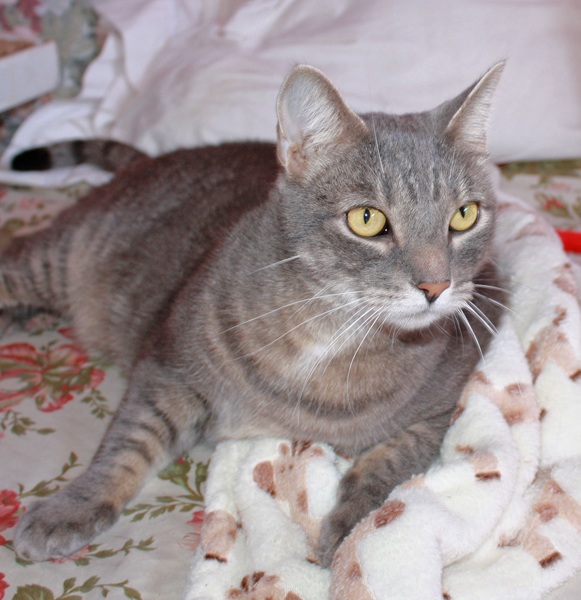 [picture of Ricky, a Domestic Short Hair gray tabby cat]