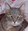 [picture of Ricky, a Domestic Short Hair gray tabby cat]