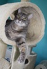 [picture of Ricky, a Domestic Short Hair gray tabby cat]