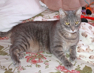 [picture of Ricky, a Domestic Short Hair gray tabby cat]