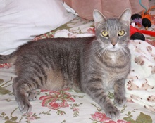 [picture of Ricky, a Domestic Short Hair gray tabby\ cat] 