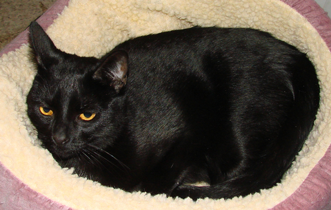 picture of Olive, a Domestic Short Hair black