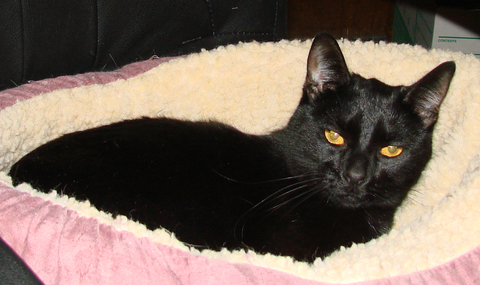 picture of Olive, a Domestic Short Hair black