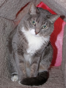 [another picture of Vixen FKA Samantha, a Domestic Short Hair gray tabby/white\ cat] 