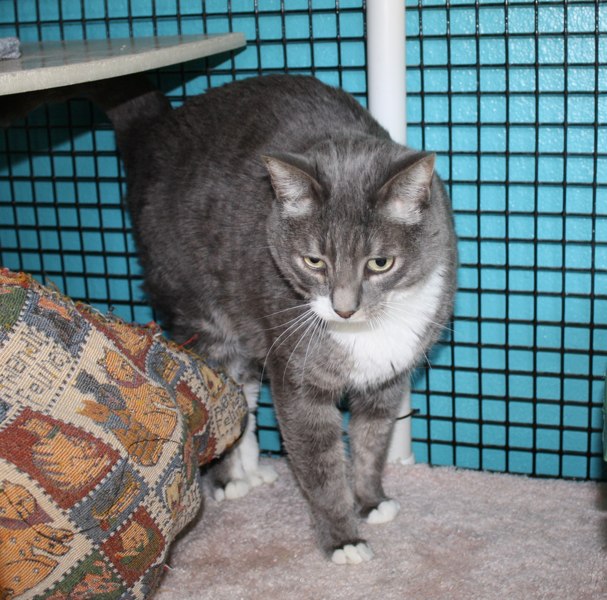 [picture of Vixen FKA Samantha, a Domestic Short Hair gray tabby/white cat]