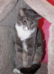 [picture of Vixen FKA Samantha, a Domestic Short Hair gray tabby/white cat]