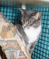 [picture of Vixen FKA Samantha, a Domestic Short Hair gray tabby/white cat]