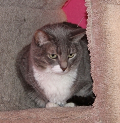 [picture of Vixen FKA Samantha, a Domestic Short Hair gray tabby/white cat]