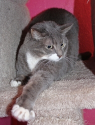 [picture of Vixen FKA Samantha, a Domestic Short Hair gray tabby/white cat]